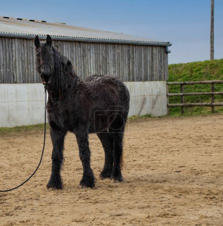 Téléchargez les photos : Large  black  friesian  horse  in sand school  stand  with  this  winter  coat  copy  space - en image libre de droit