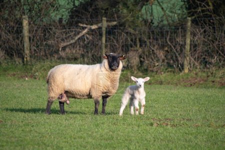 Spring  lamb  in a  field  with  its  mother  New born  lamb  and  ewe sheep 