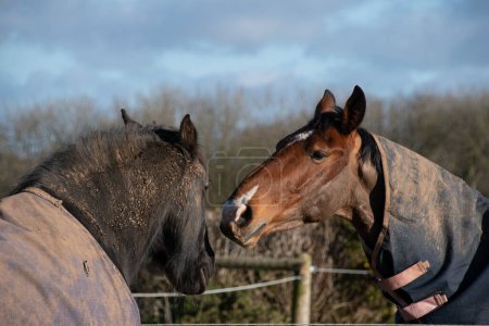 Téléchargez les photos : Horses  greeting  and  biting  each  other  in the  paddock - en image libre de droit