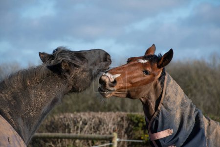 Téléchargez les photos : Horses  greeting  and  biting  each  other  in the  paddock - en image libre de droit