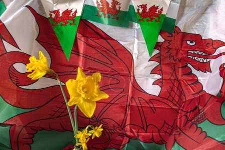 Walisische Flagge und Narzissen feiern den St. Davids Day Wales 