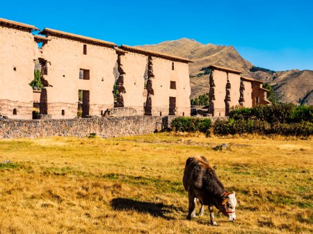 Pared central del Templo de Wiracocha con vaca pastando en primer plano, sitio arqueológico de Raqchi, región del Cusco, Perú