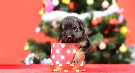 Photo for Puppy and gift boxes on new year background, christmas. Funny puppy in a gift box for Christmas. Cute puppy dog in a Christmas present boxes on a red background - Royalty Free Image