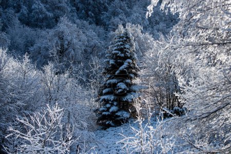Foto de Escena de invierno con bosque nevado. Paisaje invernal con árboles cubiertos de heladas nevadas - Imagen libre de derechos