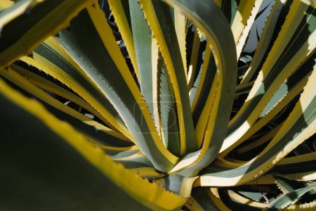 Téléchargez les photos : Agave vert. Fond de cactus, motif de cactus ou motif de cactacées - en image libre de droit