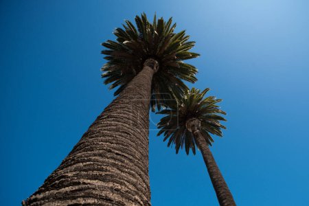 Téléchargez les photos : Fond tropical de palmiers, cocotiers. Île tropicale d'été, motif de vacances. Palmiers design tropique - en image libre de droit