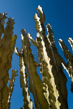 Photo for Cactus in desert on sky backdround, cacti or cactaceae pattern - Royalty Free Image