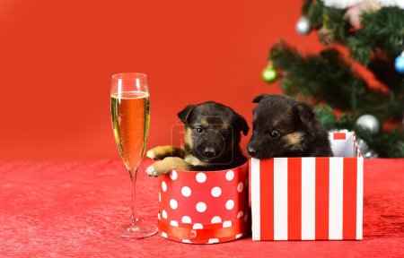 Foto de Perro pyppy divertido con champán. Cachorro y cajas de regalo en el fondo de año nuevo, Navidad. Cachorro divertido en una caja de regalo para Navidad - Imagen libre de derechos
