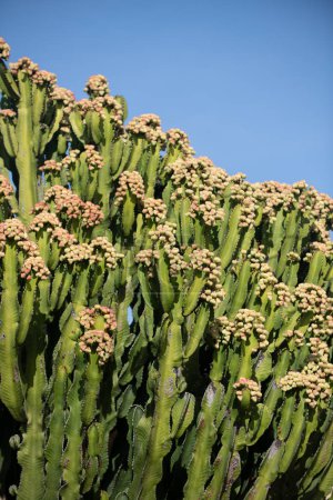 Téléchargez les photos : Fond de cactus, motif de cactus ou motif de cactacées - en image libre de droit