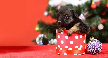 Foto de Pequeño cachorro cerca del árbol de Navidad con decoraciones. Cachorro y cajas de regalo en el fondo de año nuevo, Navidad. Cachorro divertido en una caja de regalo para Navidad - Imagen libre de derechos
