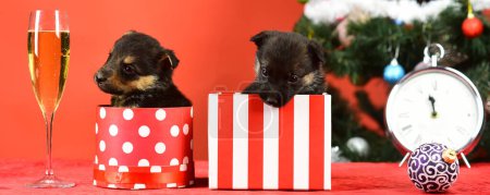 Foto de Divertido cachorro borracho cerca de una copa de champán. Perro pyppy divertido con champán. Cachorro y cajas de regalo en el fondo de año nuevo, Navidad. Cachorro divertido en una caja de regalo para Navidad - Imagen libre de derechos
