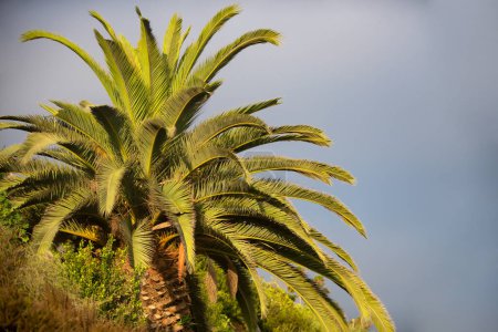 Téléchargez les photos : Palmier tropical avec lumière du soleil sur fond abstrait ciel. Vacances d'été et voyage nature concept d'aventure. Palmiers arrière-plan - en image libre de droit