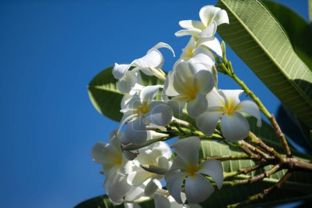 Téléchargez les photos : Fleurs blanches plumeria rubra fleur. Frangipani fleur - en image libre de droit