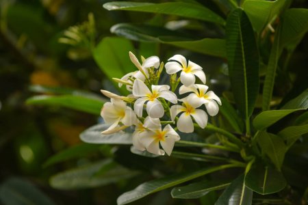 Téléchargez les photos : Frangipani fleurs avec fond bleu ciel. Belles fleurs frangipani avec fond de feuilles vertes. Plumeria rubra fleurs blanches - en image libre de droit