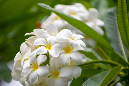 Téléchargez les photos : Plumeria fleurs fleurissant sur l'arbre. Fleur tropicale fleurs plumeria rubra blanches. Frangipani fleur - en image libre de droit