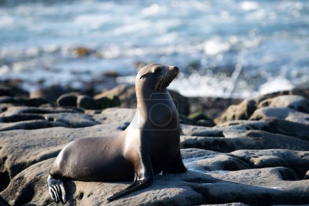 Foto de Foca del puerto. Las focas en las rocas. Leones marinos en el acantilado de La Jolla Cove en San Diego, California - Imagen libre de derechos