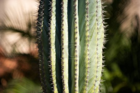 Téléchargez les photos : Gros plan dos de cactus, motifs de cactus ou de cactacées. Cactus dopé - en image libre de droit