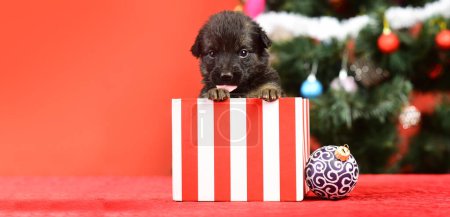 Photo for Puppy for Christmas. Puppy and gift boxes on new year background, christmas. Funny puppy in a gift box for Christmas - Royalty Free Image