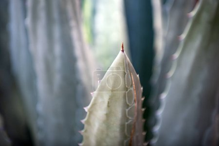 Téléchargez les photos : Closeup cactus backdround, cactus or cactaceae pattern. Cactus d'agave - en image libre de droit