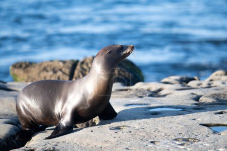 Foto de Focas del Cabo. Concepto de vida silvestre con lobo marino - Imagen libre de derechos