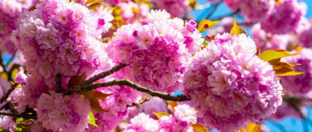 Foto de Blossoms sakura, spring banner. Spring background with pink blossom sakura. Background with flowers on a spring day - Imagen libre de derechos