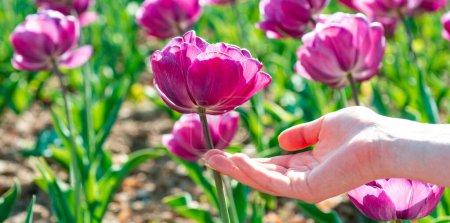 Téléchargez les photos : Close up of tulip and hands, spring banner. Tulip in woman hands. Group of colorful tulip. Purple flower tulip lit by sunlight - en image libre de droit
