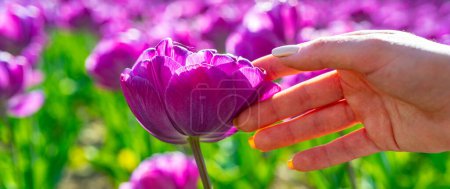 Téléchargez les photos : Close up of tulip and hands, spring banner. Tulips field. Tulip fields in Holland. Tulip in woman hands - en image libre de droit
