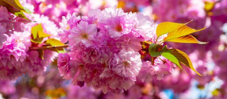 Photo for Blossoms sakura, spring banner. Branches of blossoming sakura on sky background. Cherry Blossoms Trees - Royalty Free Image