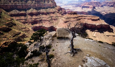 Foto de Grand Canyon National Park, North Rim. Canyon panoramic landscape. National Park, Arizona. Colorado desert view - Imagen libre de derechos