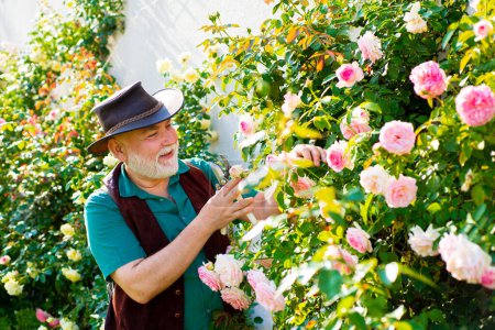 Photo for Senior man planting flowers at summer garden. Farmer in garden cutting roses. Mature old man taking care of rose bushes, working in the garden. Farming and gardening - Royalty Free Image