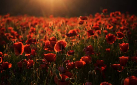 Photo for Anzac day banner. Remember for Anzac, Historic war memory. Anzac background. Poppy field, Remembrance day, Memorial in New Zealand, Australia, Canada and Great Britain. Red poppies - Royalty Free Image