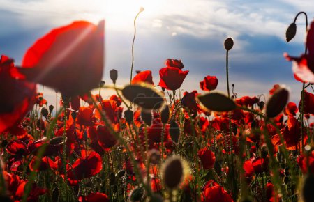 Foto de Poppy on sky background. Anzac day. Poppy field, Remembrance day, Memorial. Red poppies. Memorial armistice Day, Anzac day banner. Remember for Anzac, Historic war memory - Imagen libre de derechos