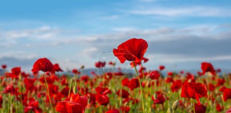 Photo for Poppy field, Remembrance day, Memorial Anzac day banner. Remember for Anzac, Historic war memory - Royalty Free Image