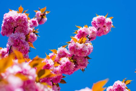 Téléchargez les photos : Sakura, cherry blossom. Sakura pink flowers on sunny backdrop. Spring background with a branch of blooming sakura. Sakura flower spring blossom background. Spring bloom - en image libre de droit