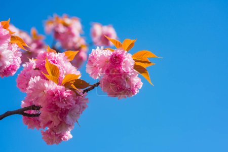 Téléchargez les photos : Sakura, fleur de cerisier rose sur fond bleu ciel. Sakura fleurs roses sur fond ensoleillé. Fond printanier avec une branche de sakura en fleurs. Sakura fleur de printemps fond. Printemps - en image libre de droit