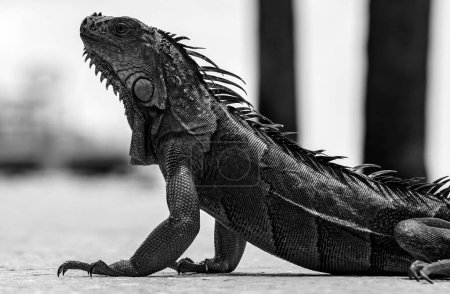 Foto de Iguana verde, también conocida como iguana común o americana, sobre fondo natural. Primer plano de la cabeza de una iguana - Imagen libre de derechos