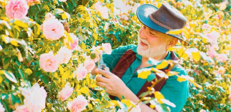 Photo for Spring banner of old man in garden cutting roses. Senior gardener with spring flowers. Grandfather working on backyard - Royalty Free Image