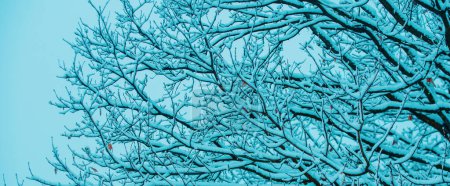 Foto de Rama cubierta de nieve contra fondo cubierto de nieve. Rama de árboles en nieve. Las ramas de los árboles de hielo en invierno - Imagen libre de derechos