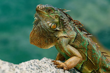 Foto de La iguana verde también conocida como iguana americana es un reptil lagarto del género Iguana en la familia de las iguanas. - Imagen libre de derechos
