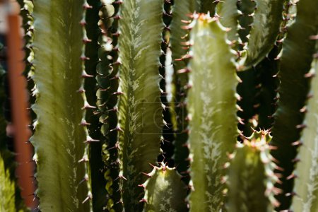 Foto de Cactus picado. Fondo de cactus, diseño de cactus o patrón de cactaceae - Imagen libre de derechos