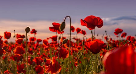 Foto de Anzac background. Poppy field, Remembrance, Memorial armistice Day. Poppies banner. Anzac banner. Remember for Anzac, Historic war memory - Imagen libre de derechos