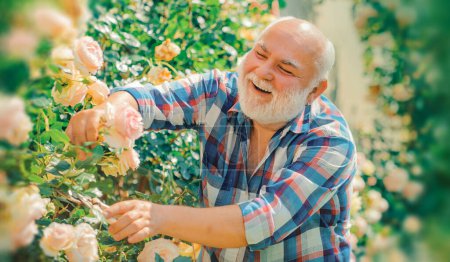 Téléchargez les photos : Bannière de printemps du vieil homme en plein air. Jardinier principal. Un grand-père travaille dans un parc de fleurs. Printemps et passe temps - en image libre de droit