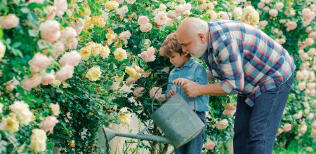 Téléchargez les photos : Grand-père et petit-enfant, bannière printanière. Heureux jardiniers avec des fleurs de printemps. Génération familiale et concept de relations - en image libre de droit