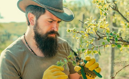Photo for Farmer examining grafting branch in orchard. Gardener work in yard with garden tools and have good time - Royalty Free Image