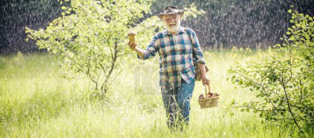 Téléchargez les photos : Cueillette de champignons. Heureux grand-père avec des champignons dans un bosquet de champignons de chasse. La recherche de champignons dans les bois. Senior avec champignon sur pluie printanière, bannière - en image libre de droit