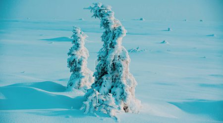 Téléchargez les photos : Tempête de neige hivernale. Météo enneigée. Neige sur les arbres. Climat froid - en image libre de droit