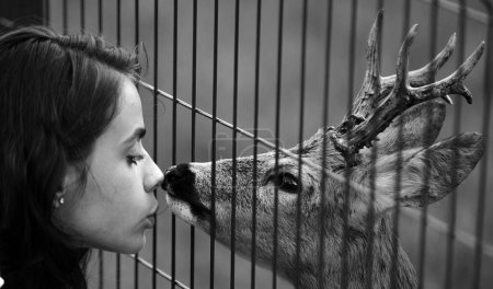 Foto de Ciervo bambi en la jaula del zoológico. concepto de huevas de cola blanca y animales salvajes. Chica alimenta a un fawn carpeolus en el parque - Imagen libre de derechos