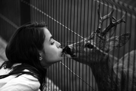 Foto de Huevas de cola blanca en la jaula del zoológico. Concepto de ciervo bambi y animales salvajes. Chica alimenta a un fawn carpeolus en el parque - Imagen libre de derechos