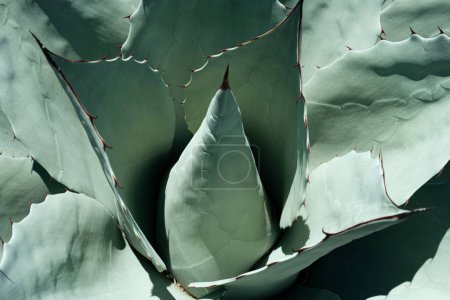 Agave-Kaktus. Nahaufnahme von Kakteen in Wüsten-, Kakteen- oder Kaktusmuster