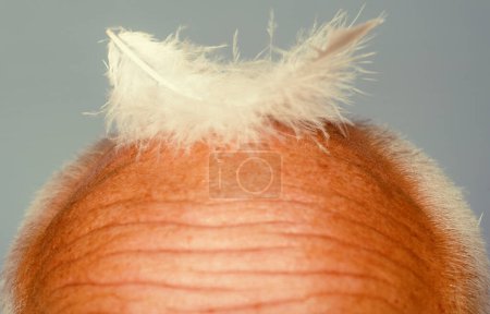Foto de Cuidado del cabello masculino. Envejecer viejo. Cabeza de calvo. Calvicie mayor masculina. concepto de pérdida de cabello y problemas de salud - Imagen libre de derechos